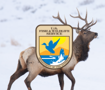 Elk with USFWS logo