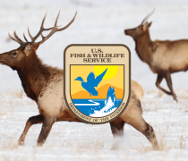 Two elk running with USFWS logo in front