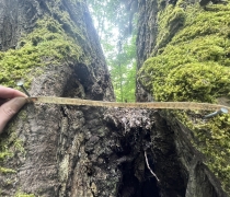 Measurement of a splitting tree trunk