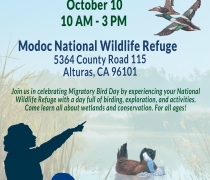 This is Modoc NWR's Migratory Bird Day 2026 event flyer. The event is on October 10th from 10am to 3pm at 5364 County Road 115 Alturas, CA 96101. Join us in celebrating migratory bird day by experiencing your national wildlife refuge with a day full of birding, exploration, and activities. Come learn all about wetlands and conservation. For all ages! If you have questions call 530-233-3572.