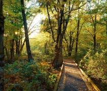 Outdoor scene of the Peverly Pond boardwalk.