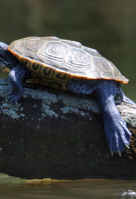 Diamondback terrapin suns itself on a log