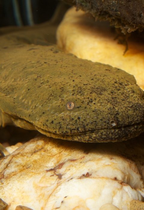 A greenish-brown hellbender faces the screen; white, red and brown rocks are visible beneath the salamander.