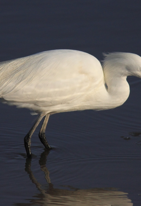 Wading snowy egret