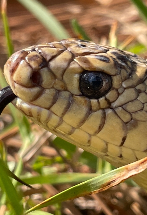 Mr. Snake, a Louisiana pinesnake that helps the U.S. Forest Service with education and outreach, smells with his tounge July 11, 2022.