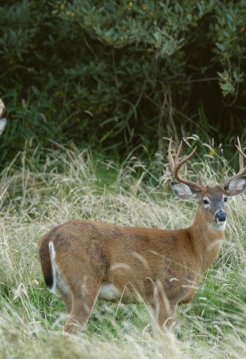 Two deer with antlers stand in tall grass on the outskirts of a forest.