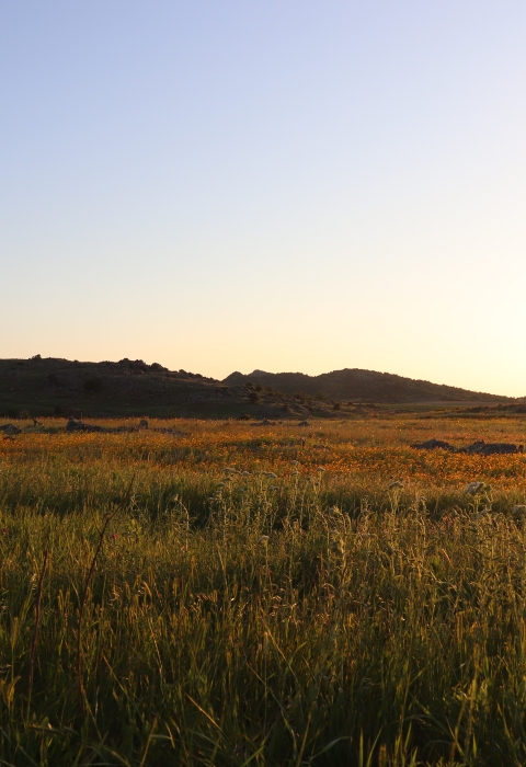 A yellow sunset washes over a grassy field
