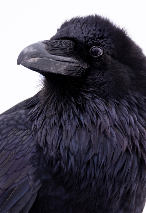 Common raven