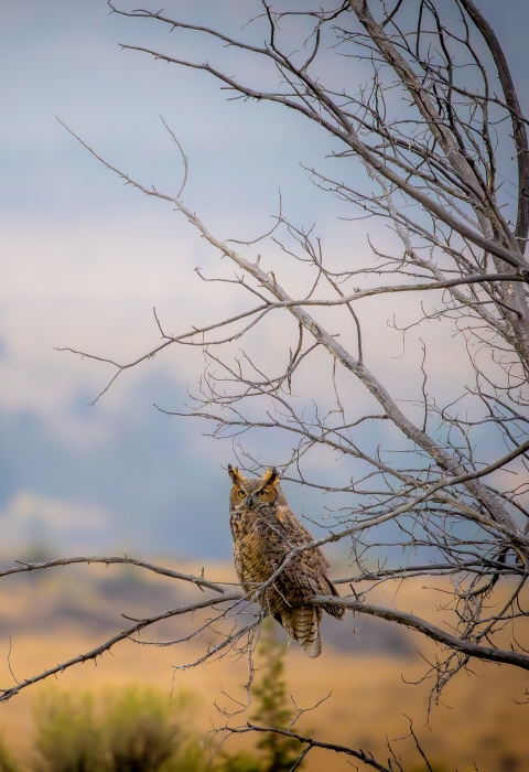 Great horned owl sitting in a tree