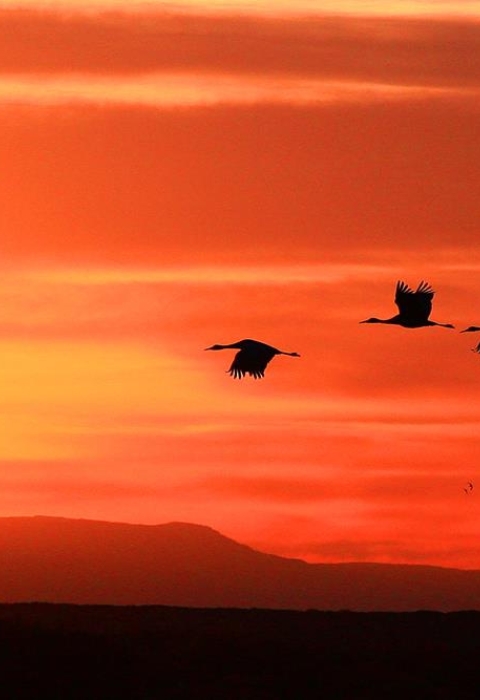 Migratory Birds flying in front of a colorful orange sunset.