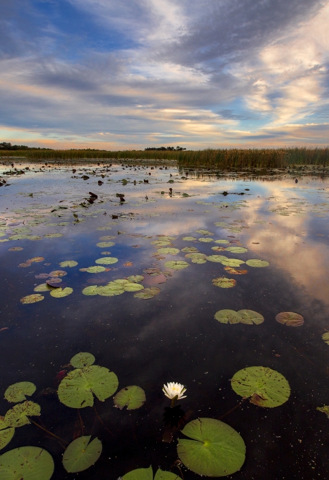 A marsh with sparse green lily pads reflecting a colorful sky near dusk