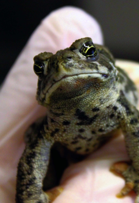 A green toad with dark spots in a biologist’s gloved hand
