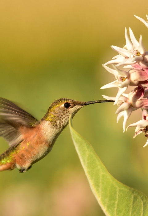 A pink and green humming bird with rapidly flapping wings pokes it's nose into a flower to collect nectar