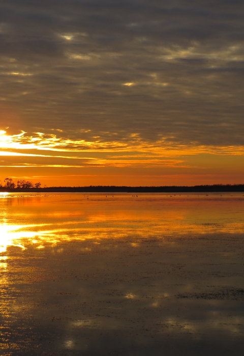 A gold and orange sunset reflects on the still waters of Back Bay. A line of trees denotes the horizon.