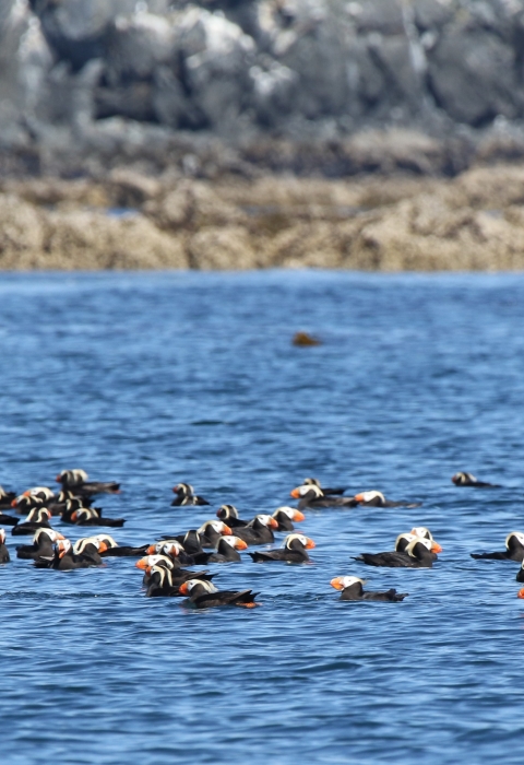 tufted puffins along the shore of Kodiak National Wildlife Refuge