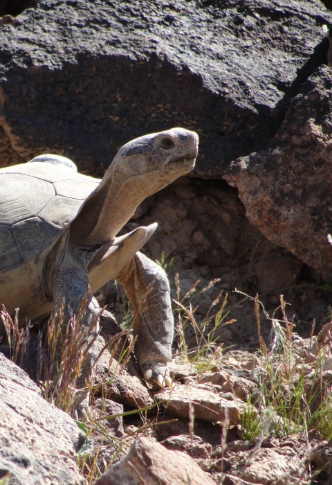 Mojave Desert Tortoise Survival . Fish & Wildlife Service