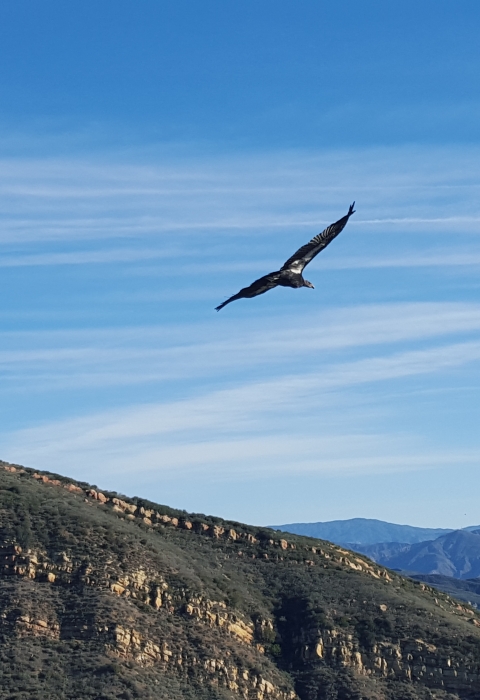 Two California condors soar in front of a blue sky above a rugged canyon ridge