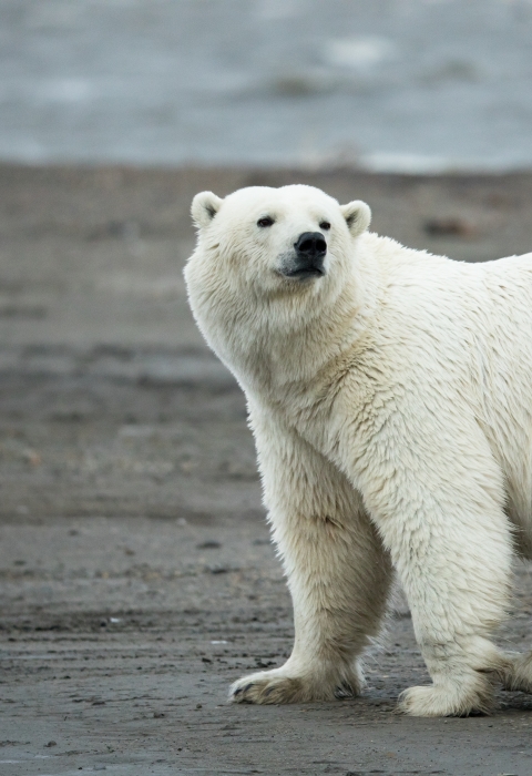 a polar bear in Alaska