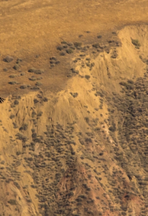 A California condor soars from the left of the image in front of a brown and gold uplifted ridge.. White patches are seen on the top of its wings, and its primary feathers are spread. 