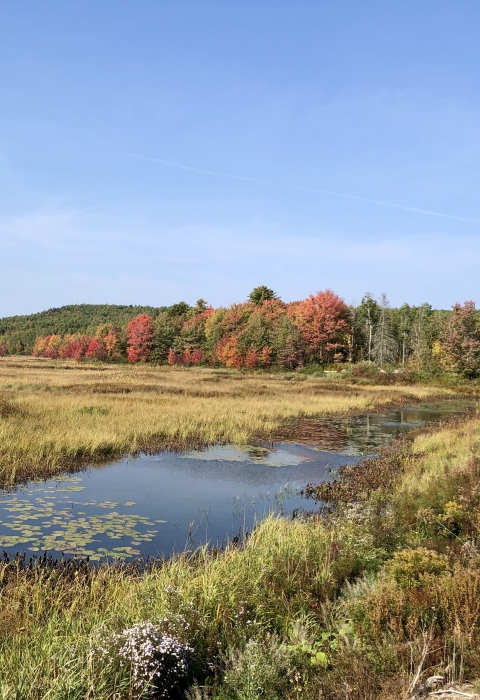 Autumn over wetland at Moosehorn National Wildlife Refuge in Maine