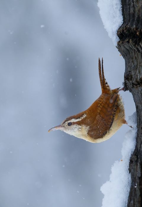 Carolina Wren holding onto a tree trunk and looking out at snow