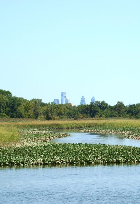 The skyline of Philadelphia in the distance over a large wetland with a forest hugging the horizon. 