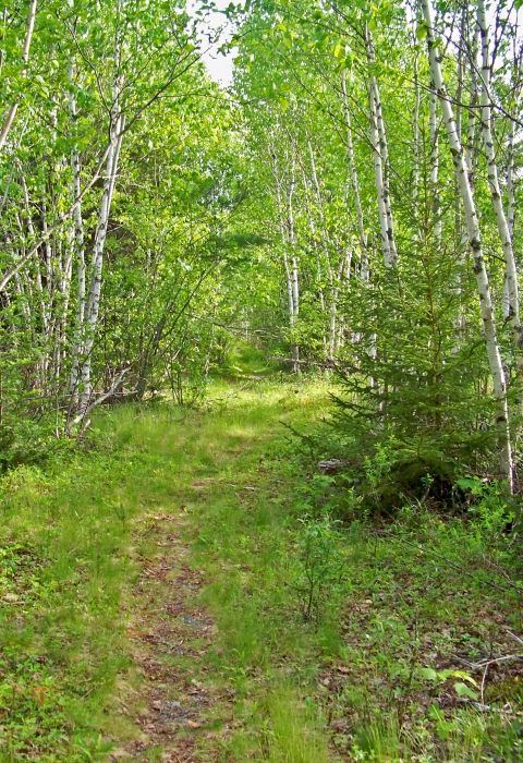 Spring emerges along a paper birch lined trail at Moosehorn National Wildlife Refuge