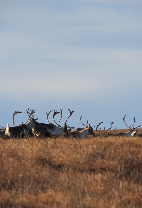 group of bull caribou walking across a patch of dry grass in the autumn