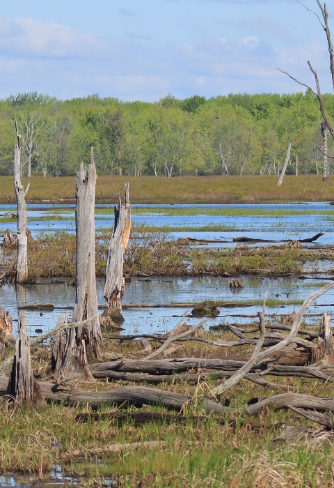 A panoramic view of trees in the background and a marsh featuring pools of water, trees, and grasses in the foreground