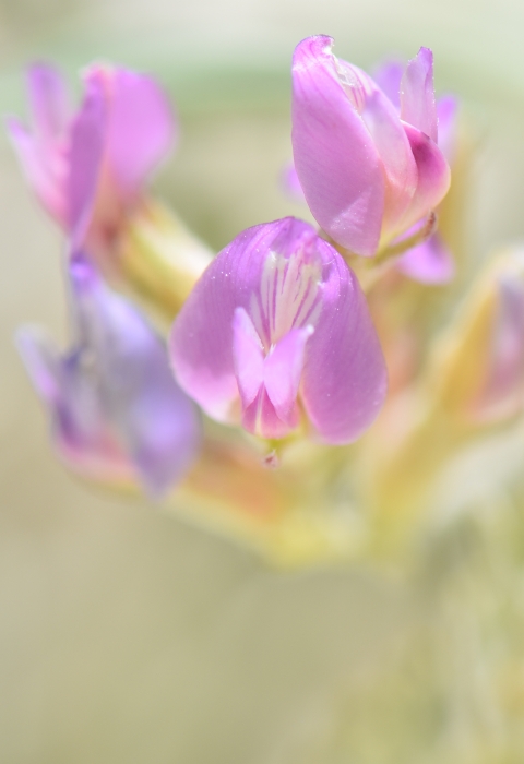 A close-up photo of a small purple/pink flower