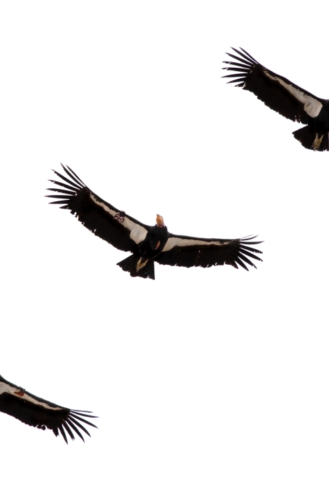 3 Condors soar together, evenly spaced from the bottom left to the top right of the image with a solid white background