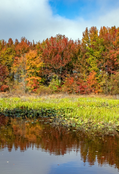 A photo of a wetland with colorful trees in the background.