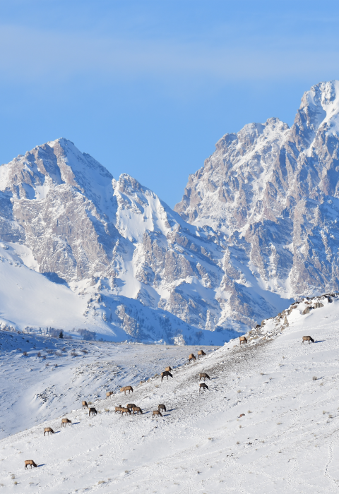 A herd of elk on a snow butte with the Teton Range in the backdrop.