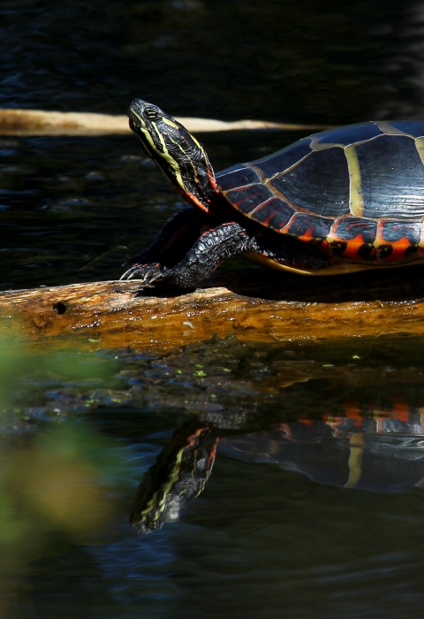 Painted turtle basks on a log partially submerged in murky waters. 