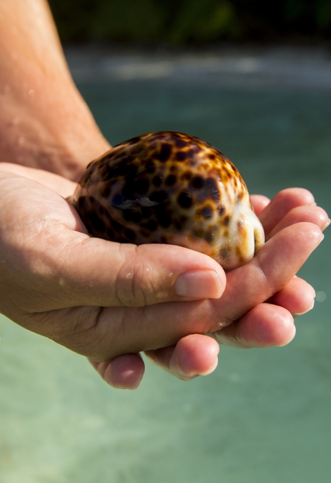 Two outstretched hands cradling a shellfish with smooth, spotted shell