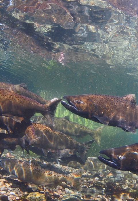 Adult Chinook salmon swimming in McAllister Springs in Washington State