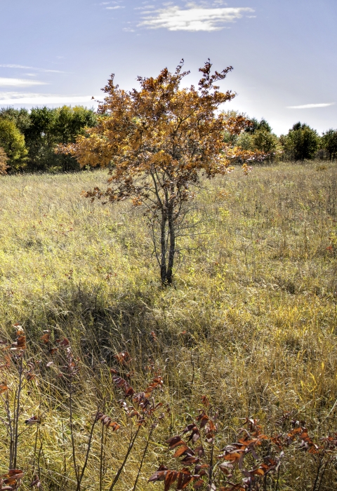 Landscape photo of the prairie with spots of red sumac. A tree with yellow fall leaves is in the foreground on the right hand side and the prairie is bordered by a green treeline in the background.
