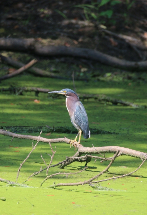 Green heron perching over pond 