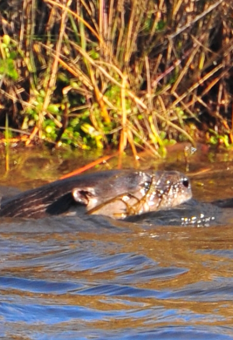 Three river otters swimming in marsh, only heads above water visible