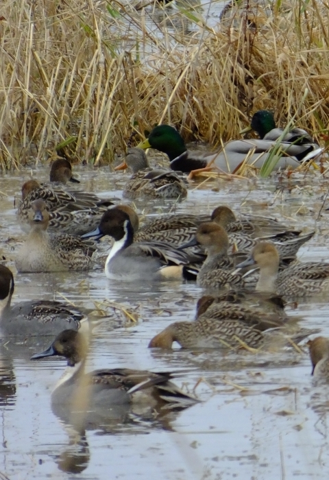 Pintail and mallard ducks feeding in a wetland