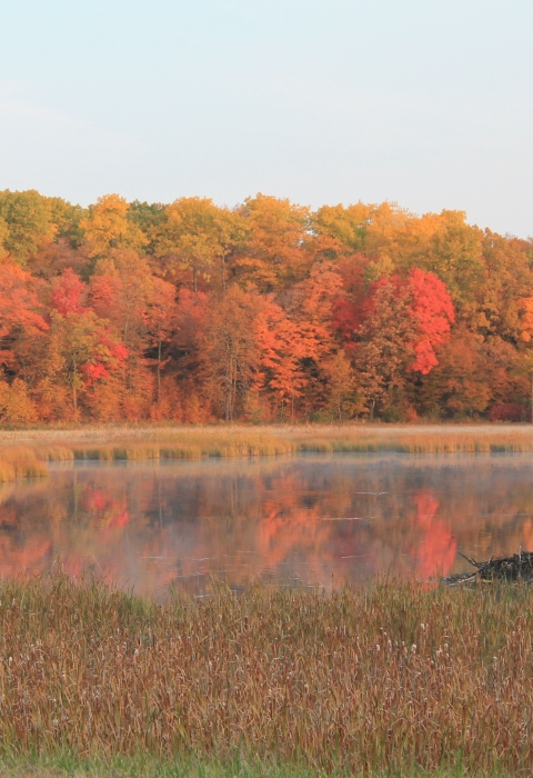 Tamarac nwr lake with fall color trees on shore and a beaver pond