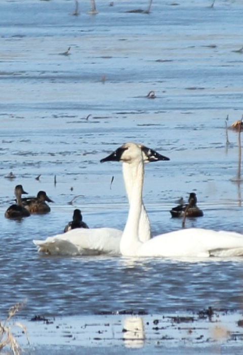 Swans at Delair Division of Great River National Wildlife Refuge
