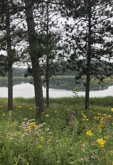 tamarac nwr pine and prairie in foreground of marsh