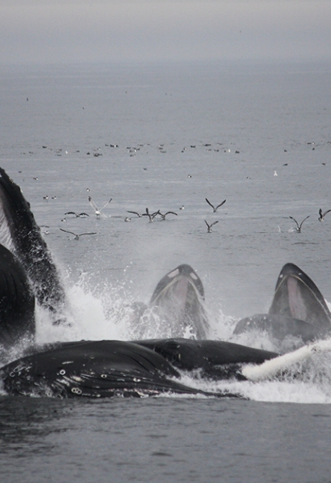 Whales breaching the surface with sea birds in the background