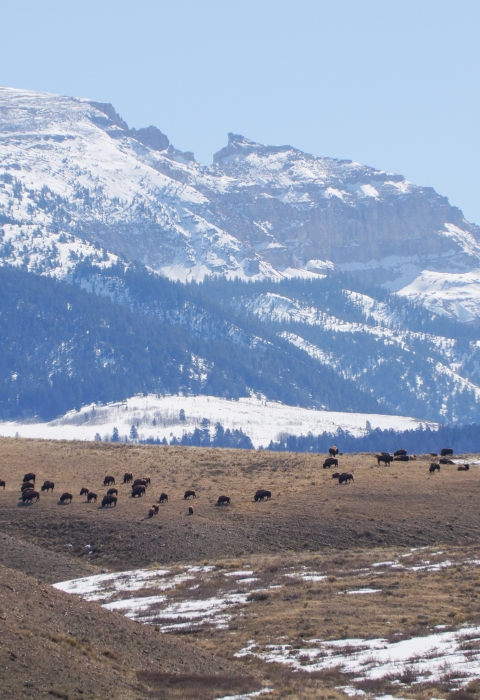 Bison on hill in front of snowy mountains.
