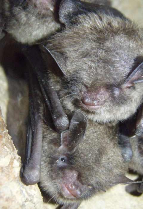 Three healthy Indiana bats huddled in a cave