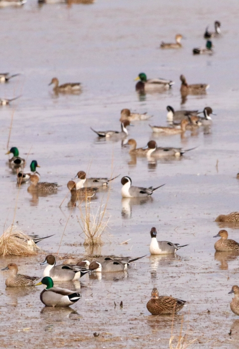 large mixed flock of ducks resting in wetlands 