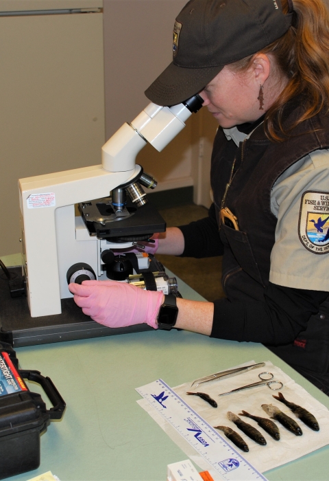 A U.S. Fish and Wildlife Service veterinarian examines the health of Quincene National Fish Hatchery coho salmon. 
