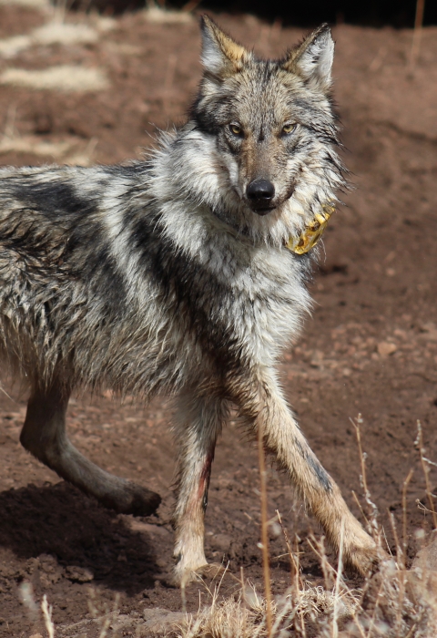 Counting Mexican Wolves . Fish & Wildlife Service