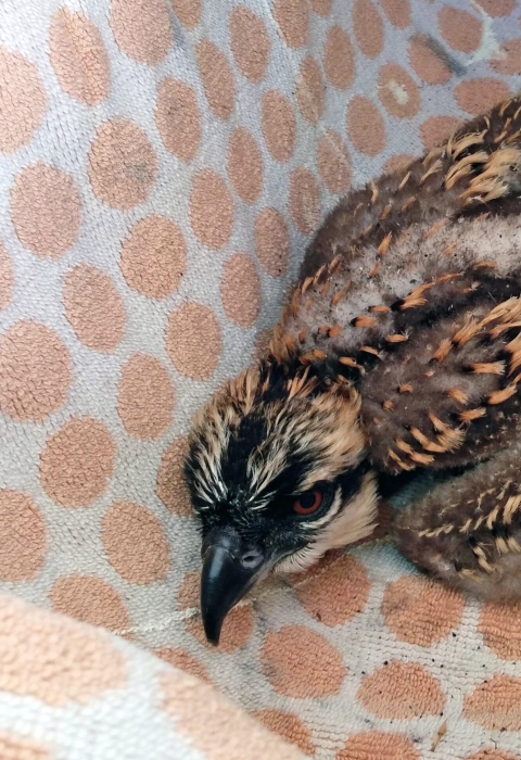 What to do if you find a baby bird, injured or orphaned wildlife .  Fish & Wildlife Service